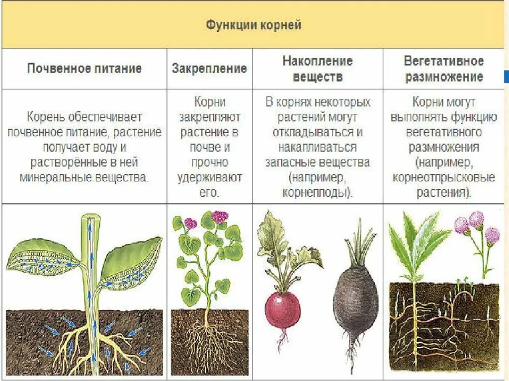 Корни которые можно есть. Корни растений виды. типы корневой системы растений таблица. типы корневых систем у растений.