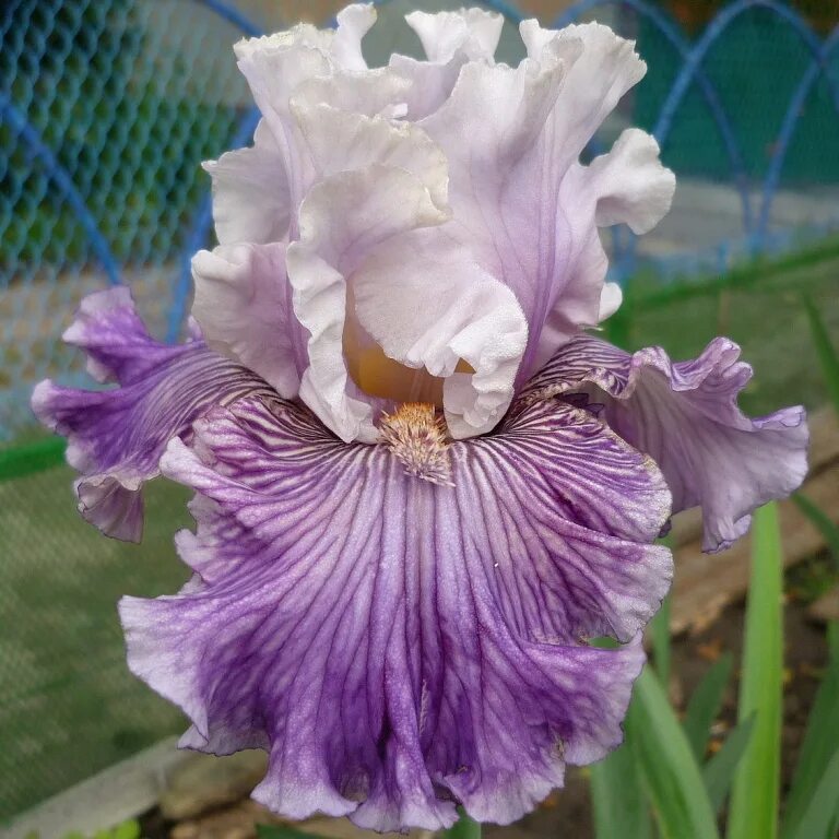 ирис babylon queen (blyth 2002). ирис бородатый stardock. ирис фэшн стейтмент. ирис бородатый динамит. ирис германский кайюн ритм.