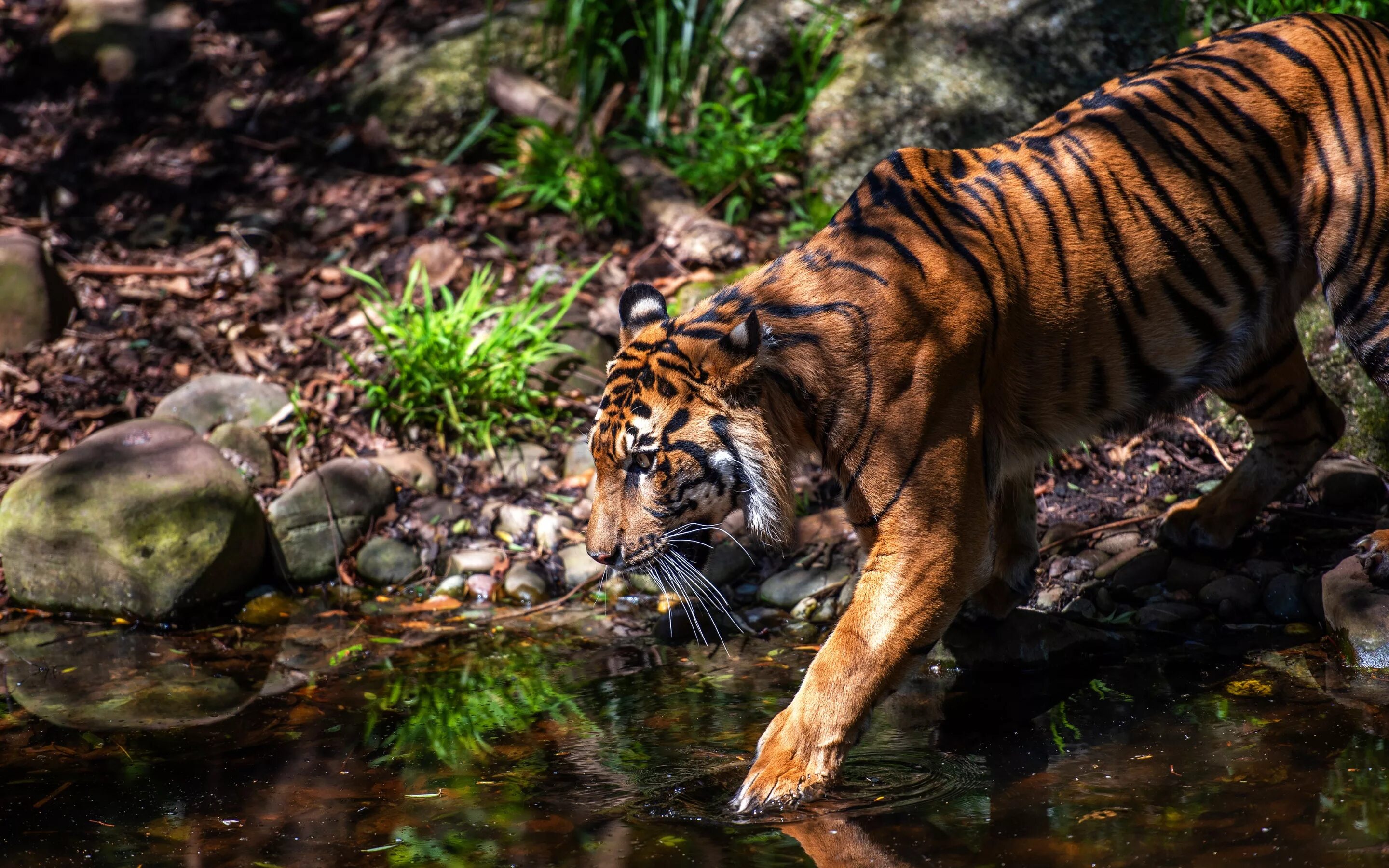 Суматранский тигр. Суматранский тигр охотится. Суматранский леопард. Пантера Тигрис. Тигр образует реку