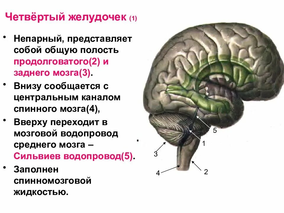 4 Желудочек головного мозга анатомия. Четвёртый желудочек головного мозга анатомия. 4 Желудочек анатомия строение. Строение 4 желудочка мозга. Длинные отростки головного мозга