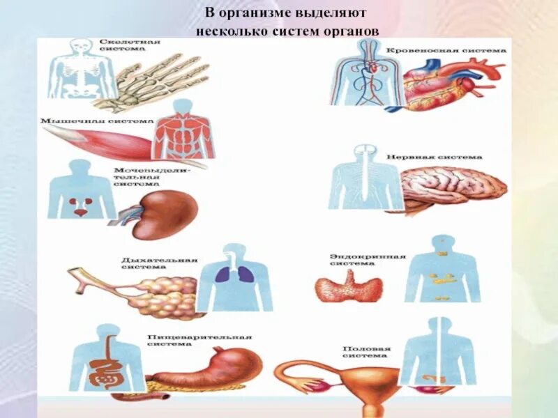 Системы органов в организме. Взаимосвязь систем органов человека. Ткани органы и системы органов. Пример взаимодействия систем органов. Сколько в организме органов