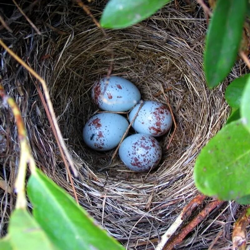 Гнездо певчего дрозда. Гнездо чечевицы. Яйца птиц. Гнездо для птиц.. Bird яйца