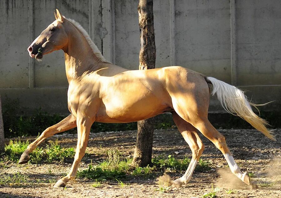 Золотистая лошадь. Лошади породы Паломино. Золотой жеребец. Лошадь золотистая паламино.