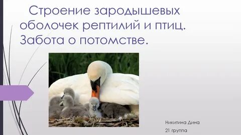 Какие птицы заботятся о своем потомстве