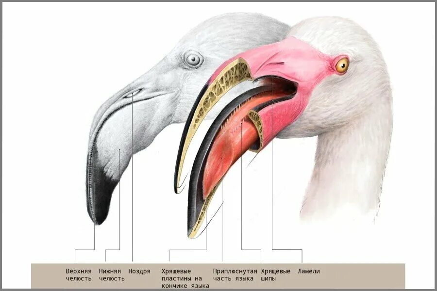 Гортань у птиц. Цедильный аппарат у птиц. Клюв с цедильным аппаратом. Клюв Фламинго. Зубы Фламинго.