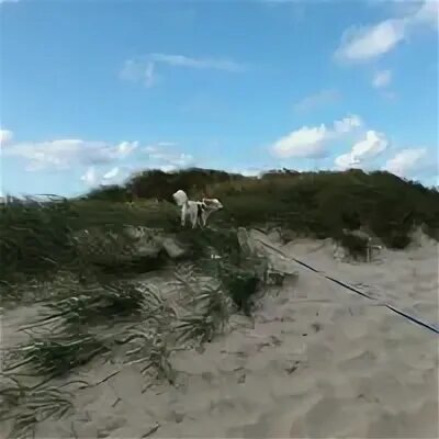Strand c. Strand c