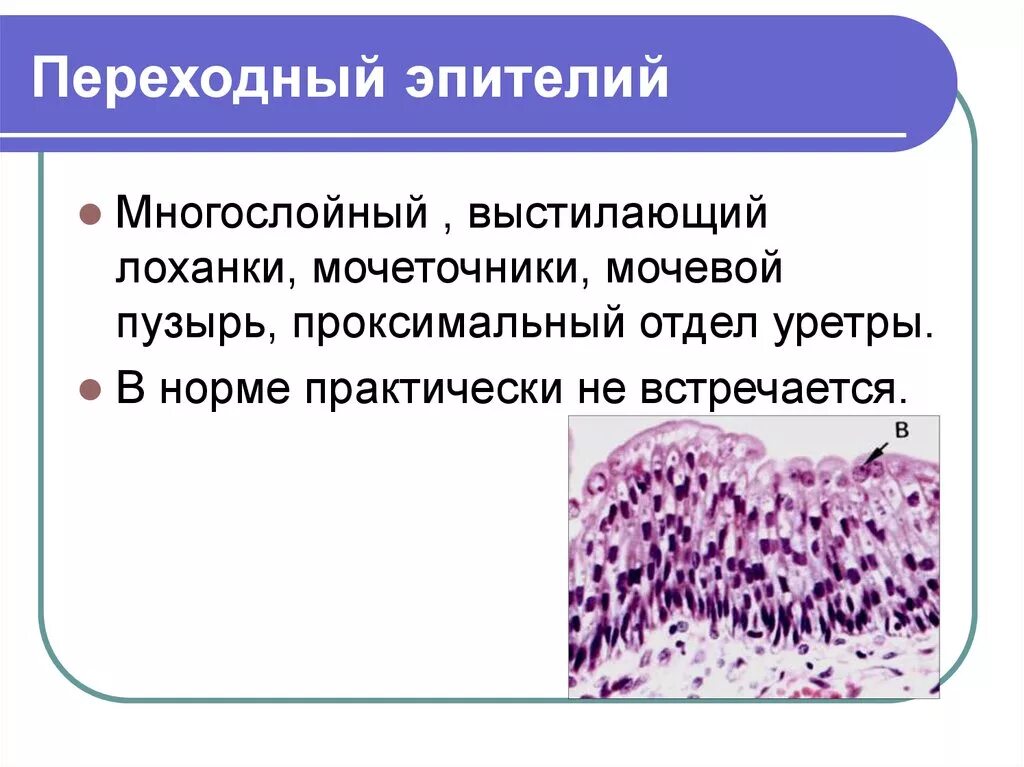 Слои переходного эпителия