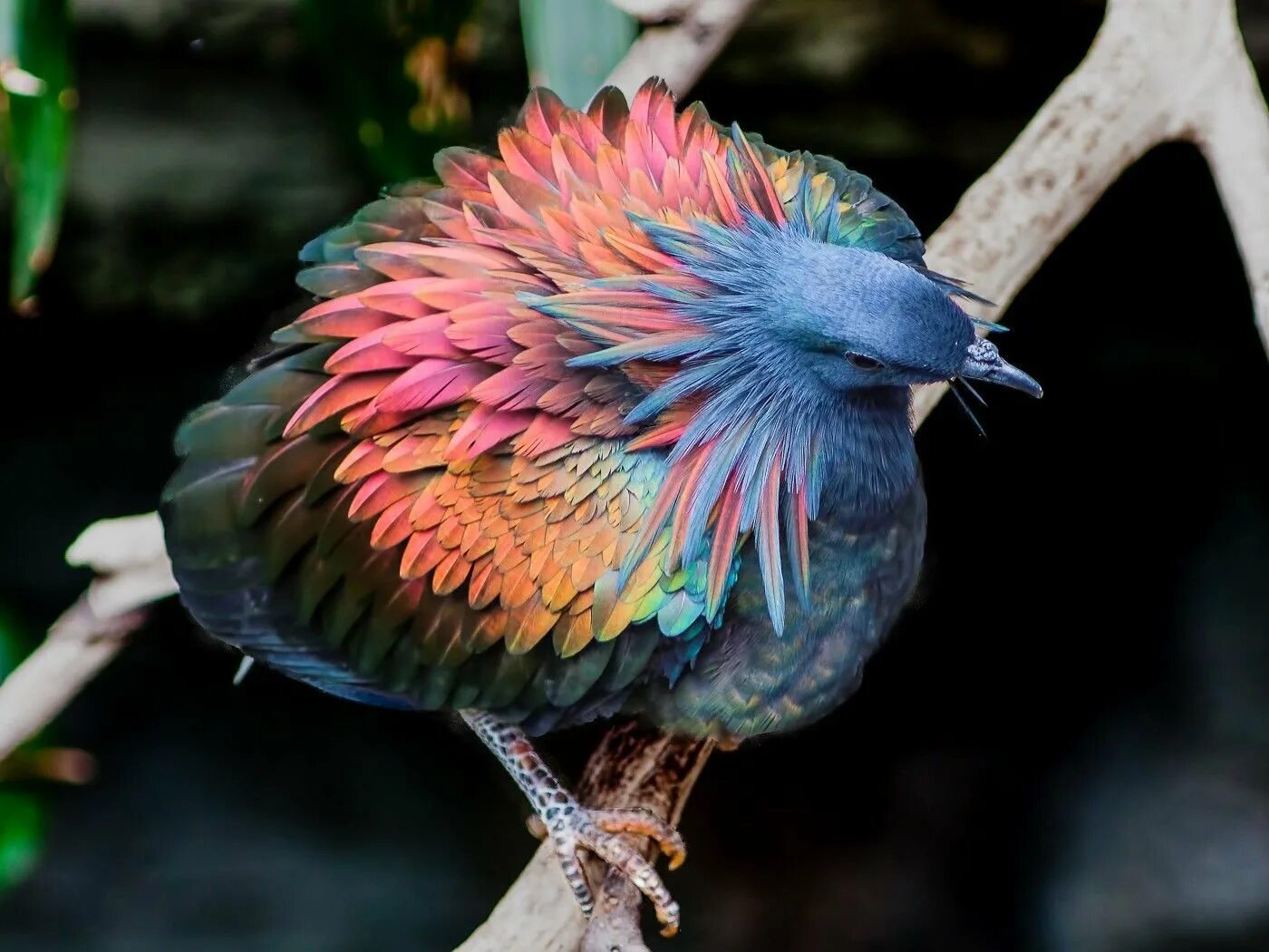 Необычные перья птиц. Гривистый голубь. Гривистый голубь птенец. Амазонский венценосный мухоед. Никобарский голубь.