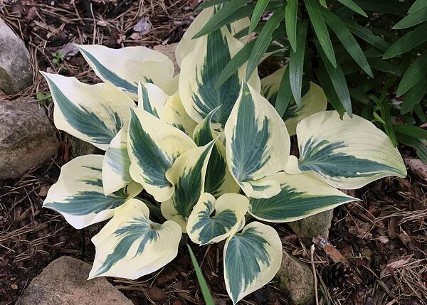 Хоста бич бой. Хоста грейт эскейп. хоста hosta great escape. хоста гибридная грейт эскейп. хоста гибридная бич бой.