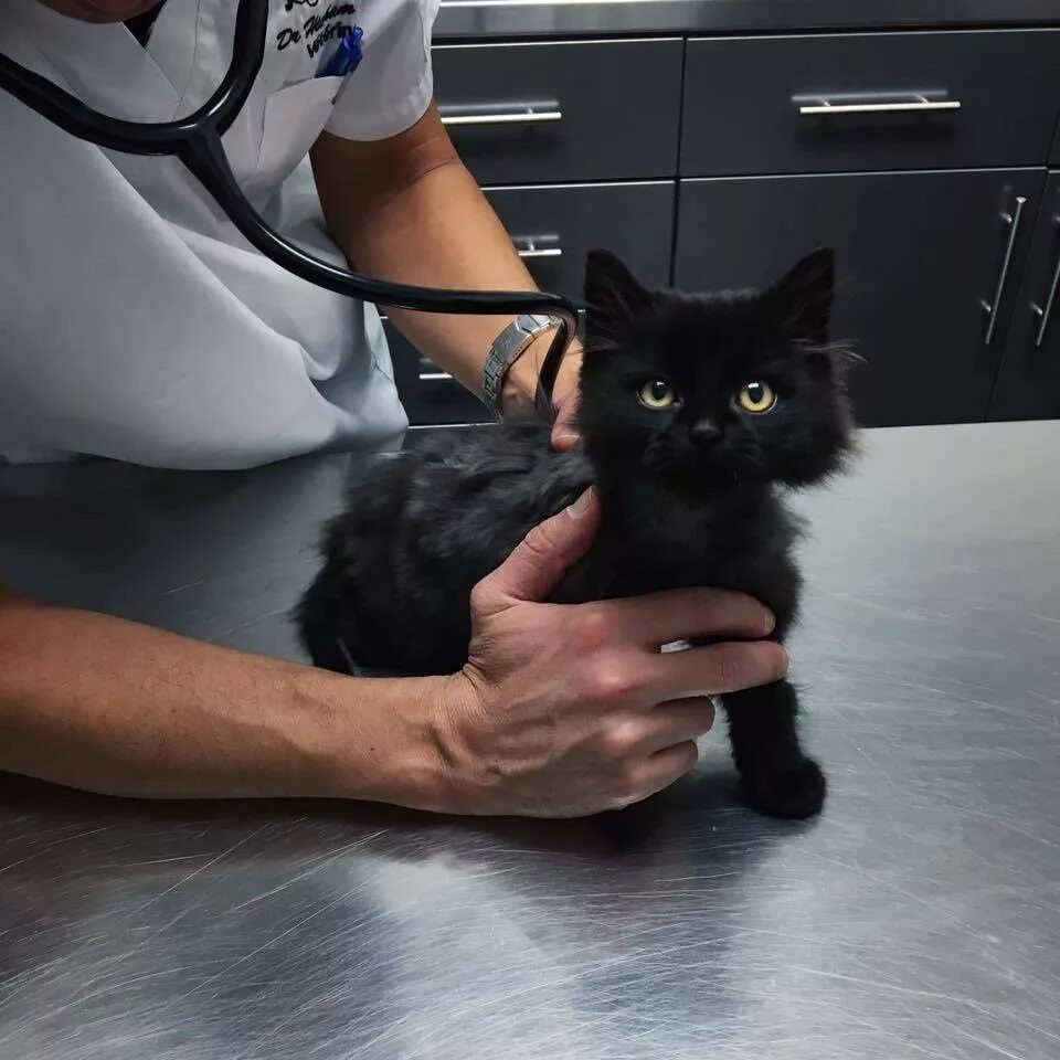 Кошачья чумка панлейкопения. Болезни пород кошек. Осмотр кошки. Котики инвалиды черные. Лечение черными кошками.