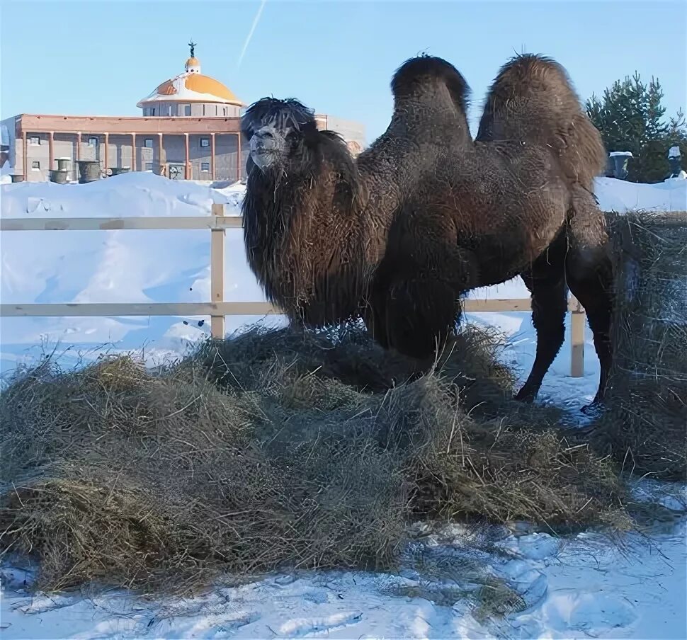 верблюд крематорий. верблюд новосибирск. новосибирский зоопарк верблюд. верблюд в новосибирском зоопарке. верблюды в новосибирске.