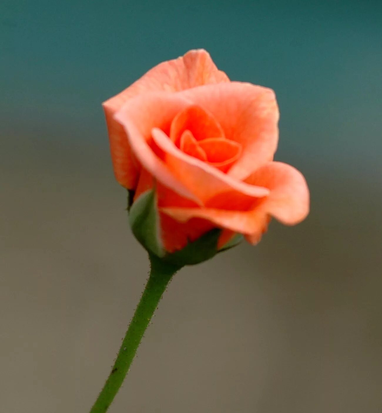 Роза чайно-гибридная черри бренди. Rose 20. Розы 20 штук. Розы в прозрачной упаковке. Роза хх.