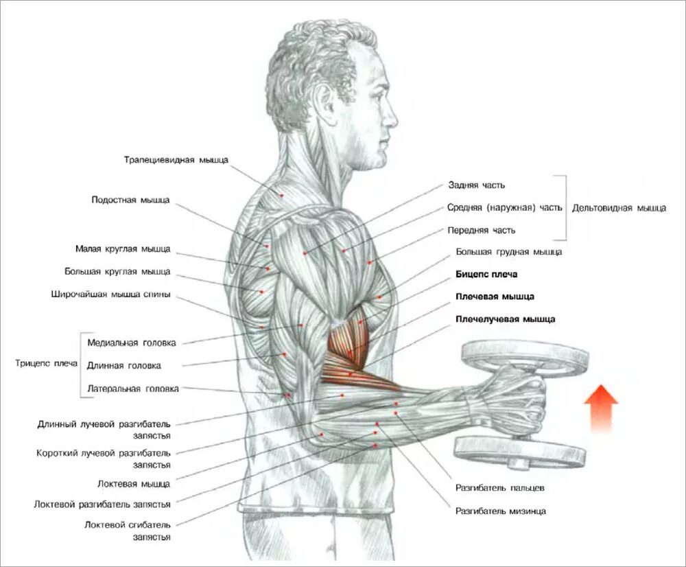 Какие мышцы наиболее развиты. Упражнение Зоттмана на бицепс. Подъем гантелей на бицепс молот. Подъем гантелей хватом молот. Подъем гантелей на бицепс хватом «молот».