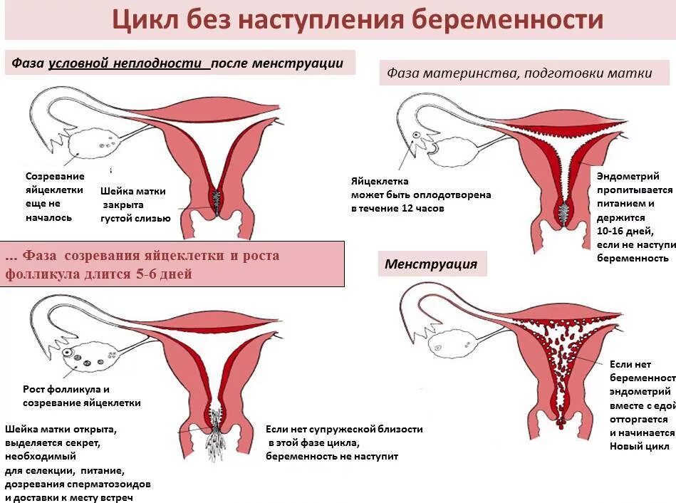 КПК происходят месячные.. Цикл без наступления беременности. Как происходят месячные. Как происходит менструация.