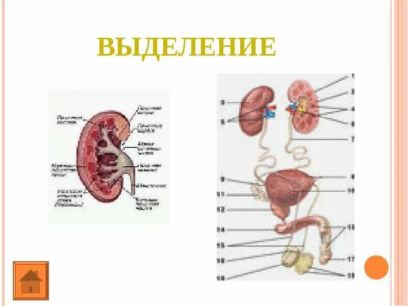 Конспект по теме выделение у животных. Выделение свойство живых организмов. значение процессов выделения у живых организмов. значение процессов выделения у живых организмов доклад. сообщение значение процессов выделения у живых организмов рисунок.