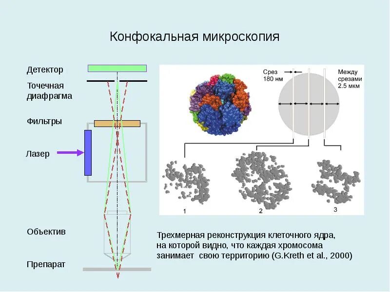 Реконструкция клеток методы. Лазерная конфокальная микроскопия. Лазерная микроскопия принцип работы. Строение конфокального микроскопа. Метод конфокальной микроскопии.