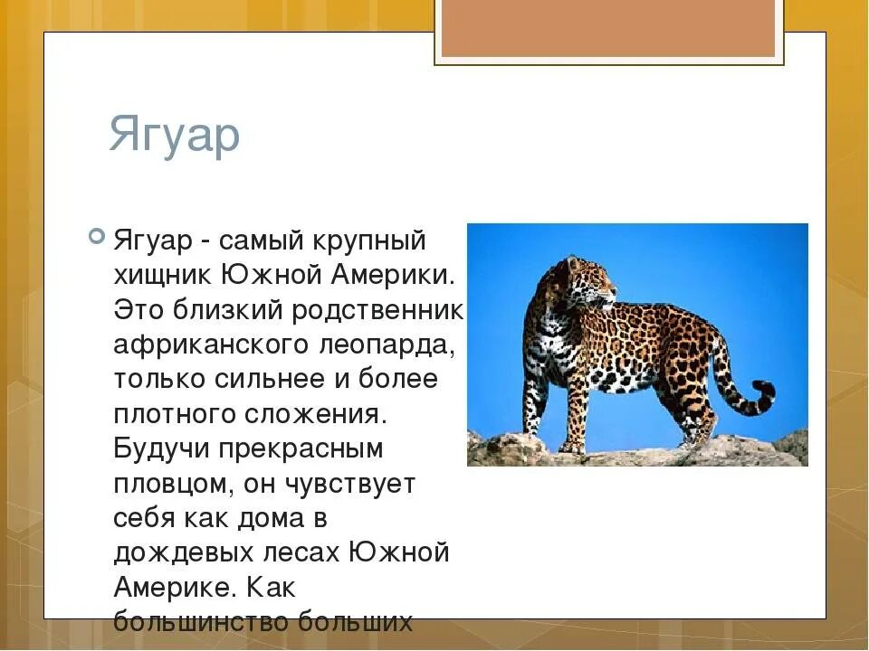 Текст про ягуара