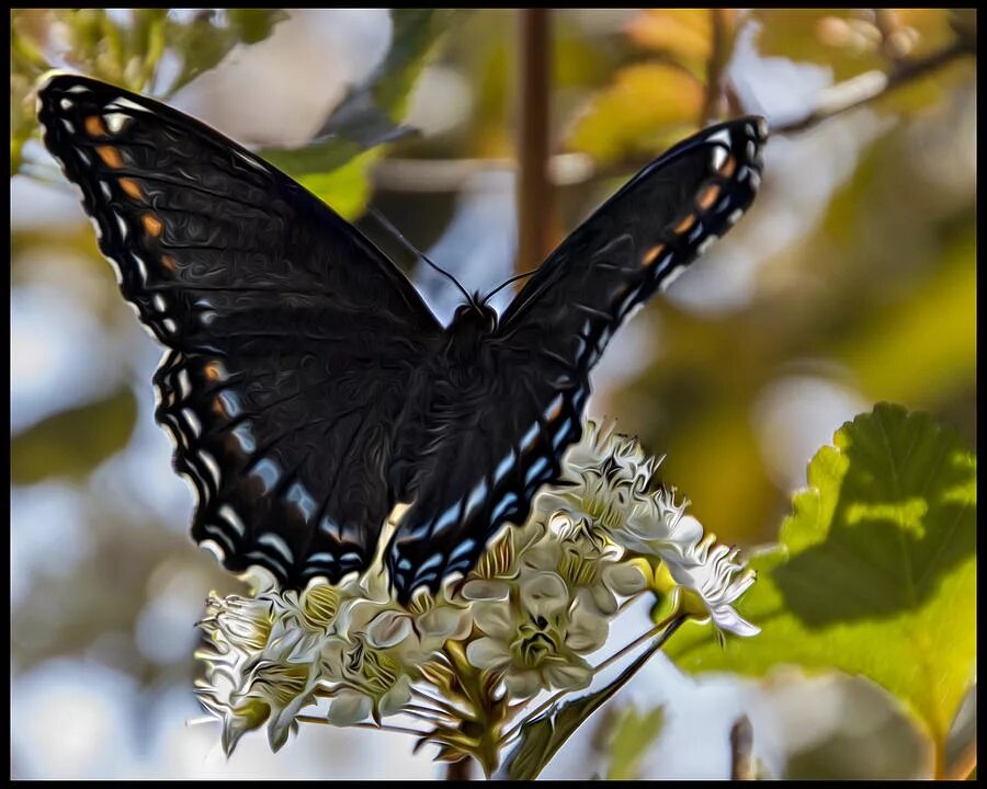 Сохранение темных бабочек в результате. Бабочка Баттерфляй Блэк. Королевская бабочка черная. Черная бабочка с тонкой белой каймой монашенка. Темная бабочка.