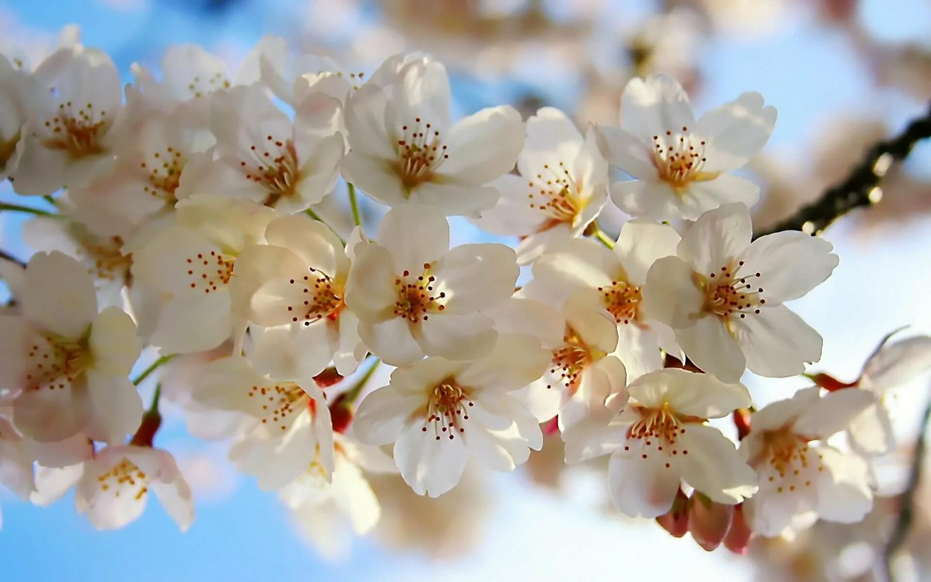 весеннее цветение. красивые весенние цветы. вечноцветущая сакура. нарцисс донау парк. рододендрон даурский.