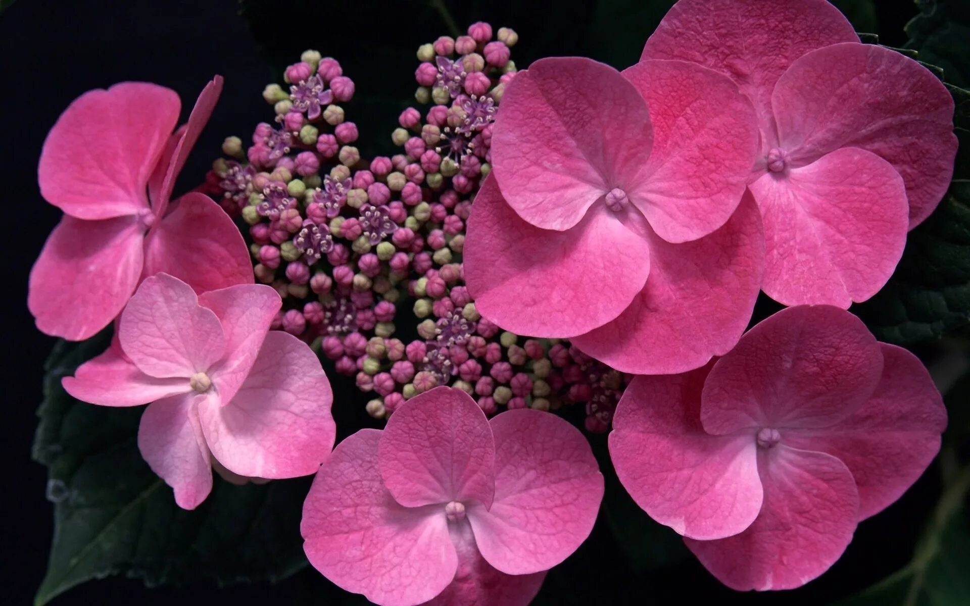 Картинки неизвестных цветов. Hydrangea, Bridal Pink семена. Розовые гортензии.