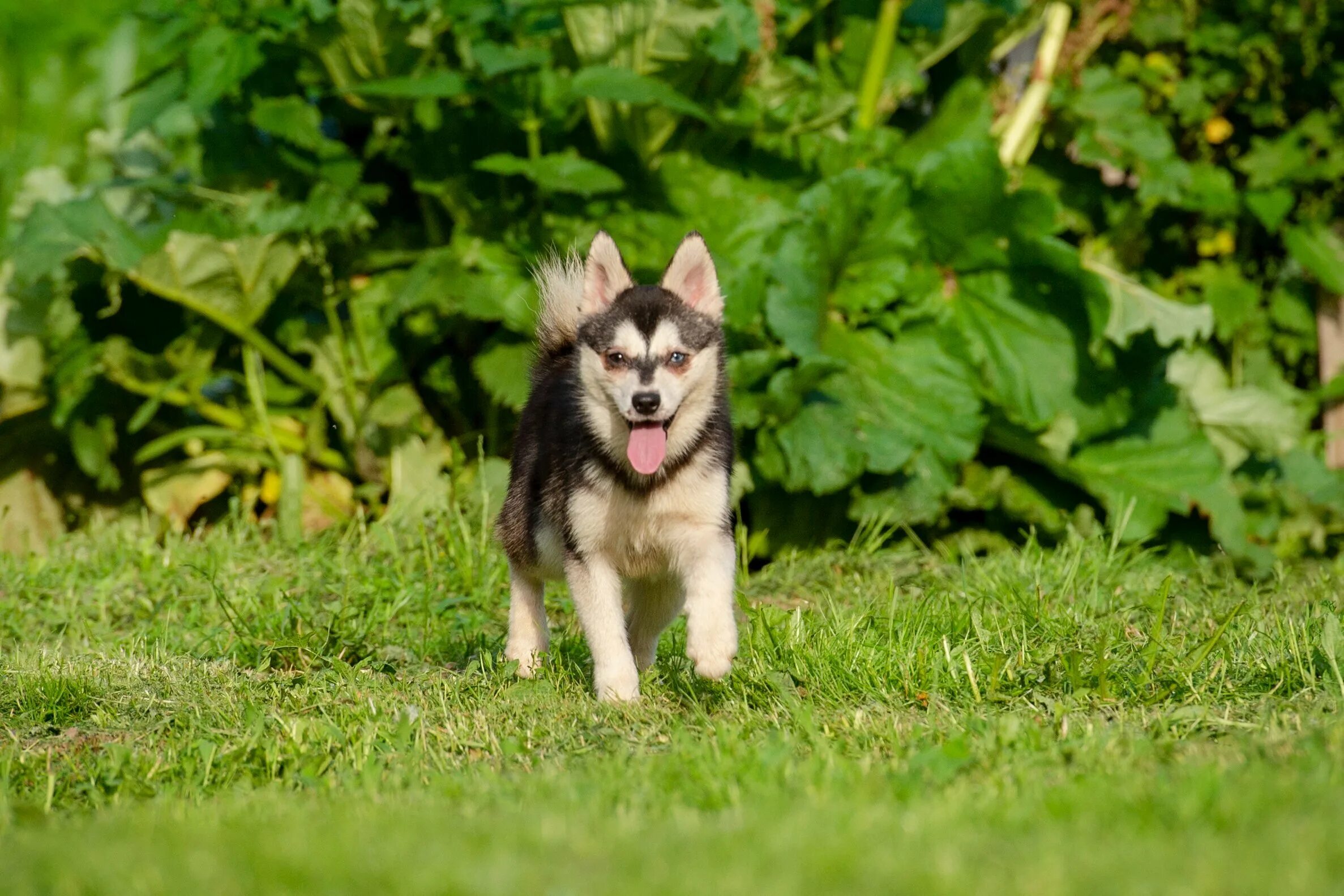 Кли. Кли. Кли. Кли. Кли.
