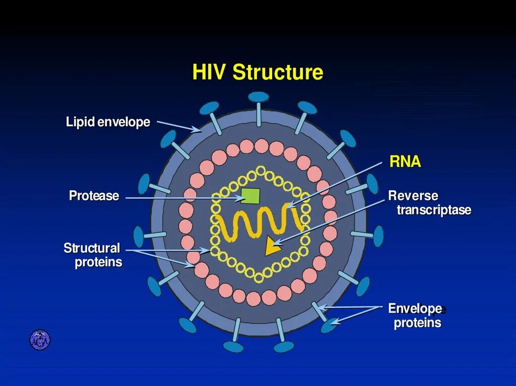 Антигенная структура вируса иммунодефицита человека. Строение ВИЧ вируса схема. Антигенная структура ВИЧ инфекции. Схема строения вируса иммунодефицита человека. Антигены вируса иммунодефицита человека