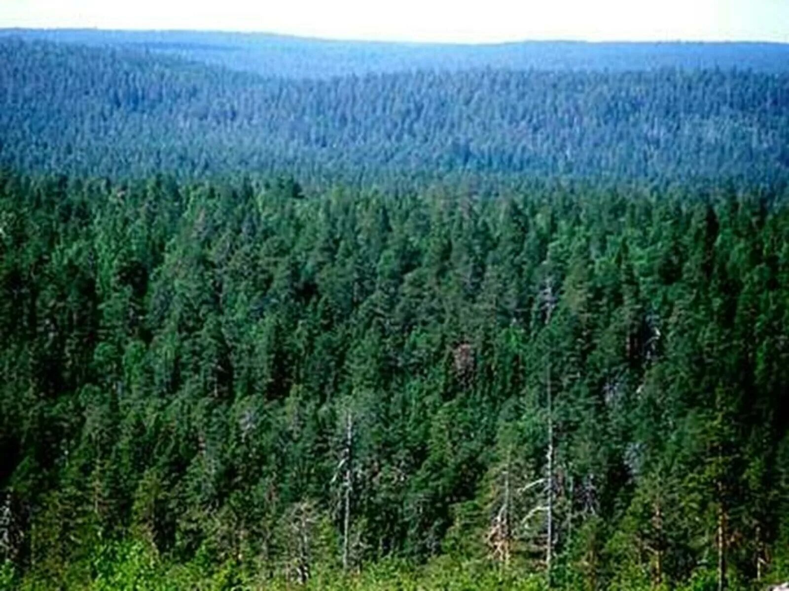 Западная сибирь на карте воздушных масс. Климат запад сибирь. Климатическая карта западно сибирской равнины. Карта климатических поясов сибири. Климатические зоны сибирского федерального округа.