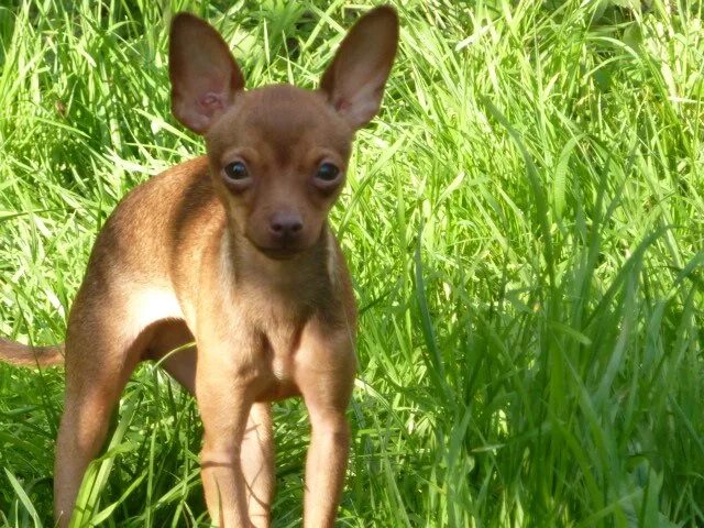 Тойтерьеры гладкошерстные. Русский той терьер гладкошерстный. Той терьер русский гладкошерстный рыжий. Той терьер рыжий. Той терьер рыжий.