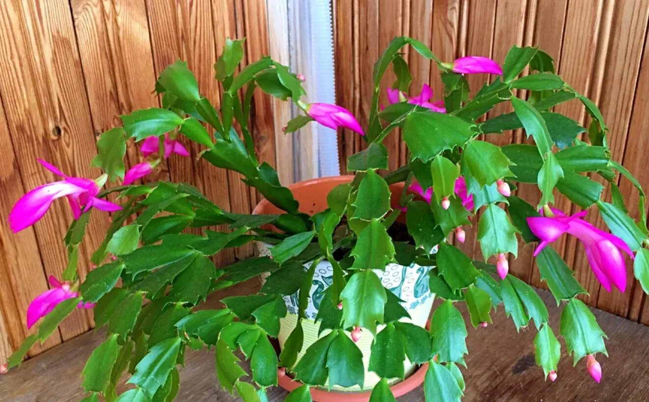 Что нужно сделать чтобы декабрист. Рождественник декабрист. Декабрист шлюмбергера цветение. Что нужно сделать чтобы декабрист. Земля для декабриста.