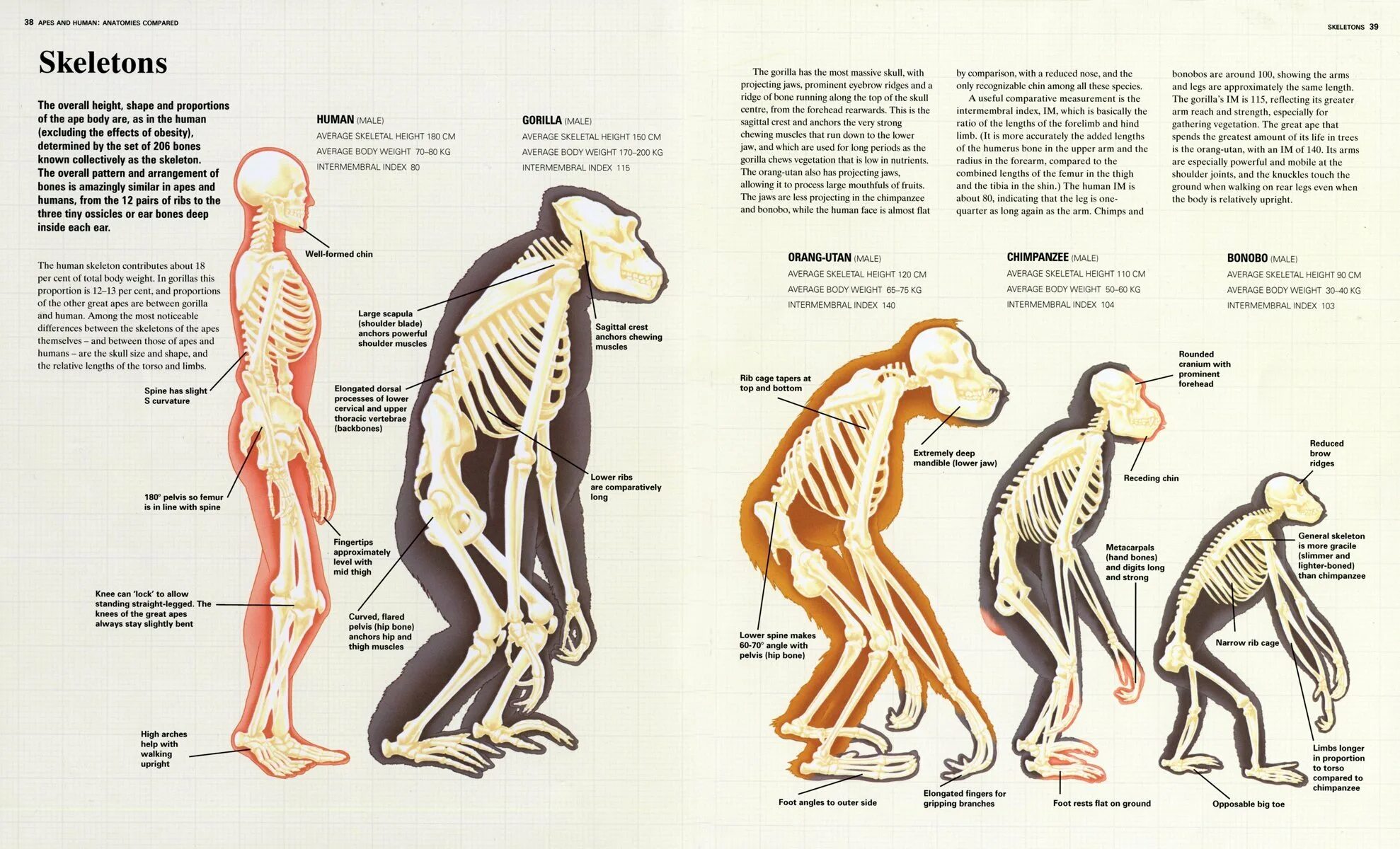 Строение скелета обезьяны. Строение гориллы скелет. Обезьяна скелет анатомия. Строение скелета человека и человекообразных обезьян.