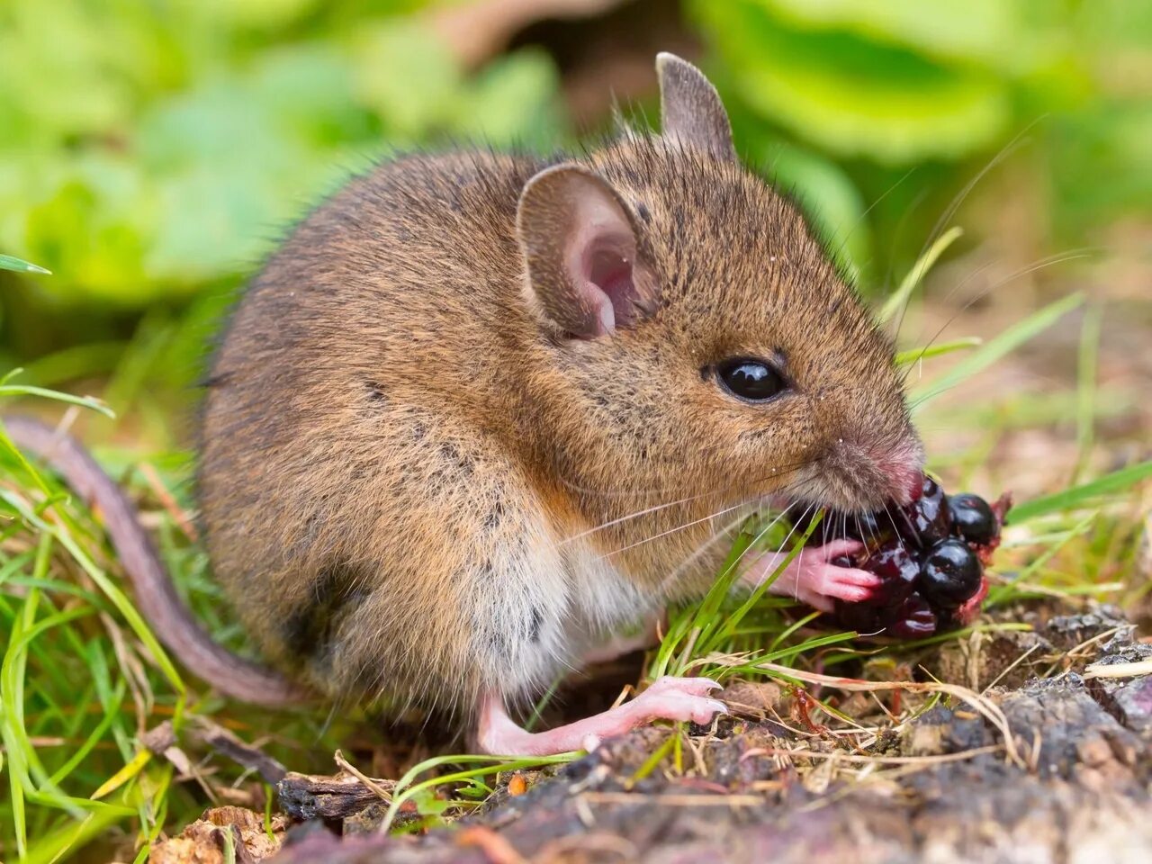 Полевая мышь убегает. Дикая мышь. Мышка фото для детей. Мышь в естественной среде. Что едят мыши.