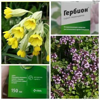 Сироп первоцвета отзывы