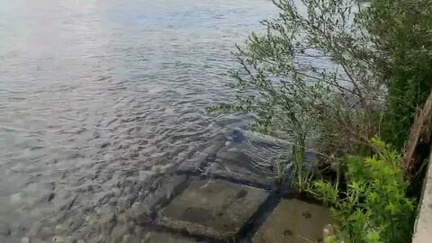 В течение недели вдоль речки робкий луч