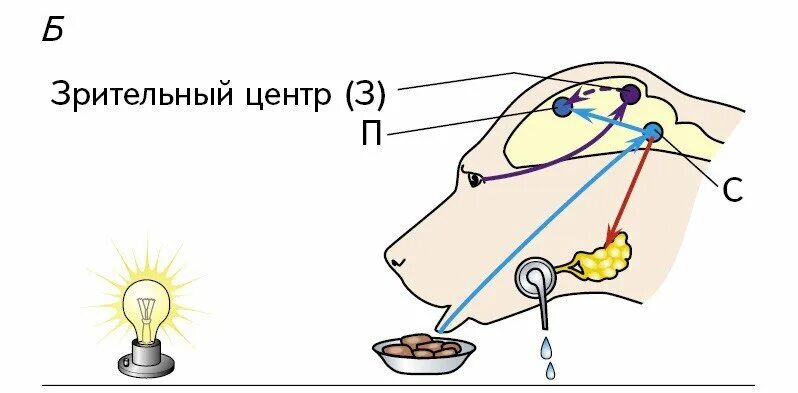 Схема безусловного слюноотделительного рефлекса. Безусловный слюноотделительный рефлекс. Выработка условного слюноотделительного рефлекса. Безусловный слюноотделительный рефлекс у собаки.