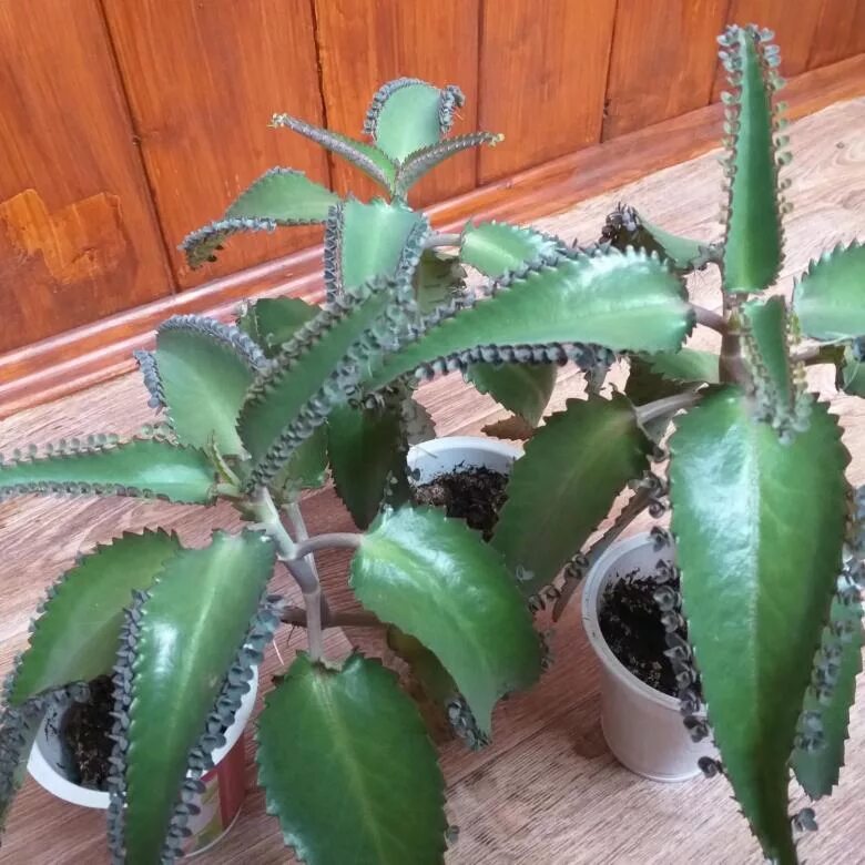 Каланхоэ бриофиллум дегремона. Цветок каланхоэ лечебный. Каланхоэ лечебное фото комнатный цветок. Растение каланхоэ. Цветы каланхоэ дегремона.