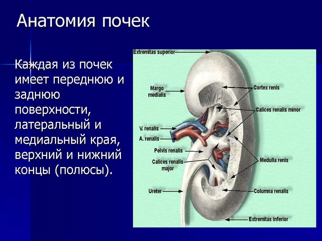 Латеральный и медиальный край почки. Почки анатомия. Строение почки поверхности. Укажите края почки