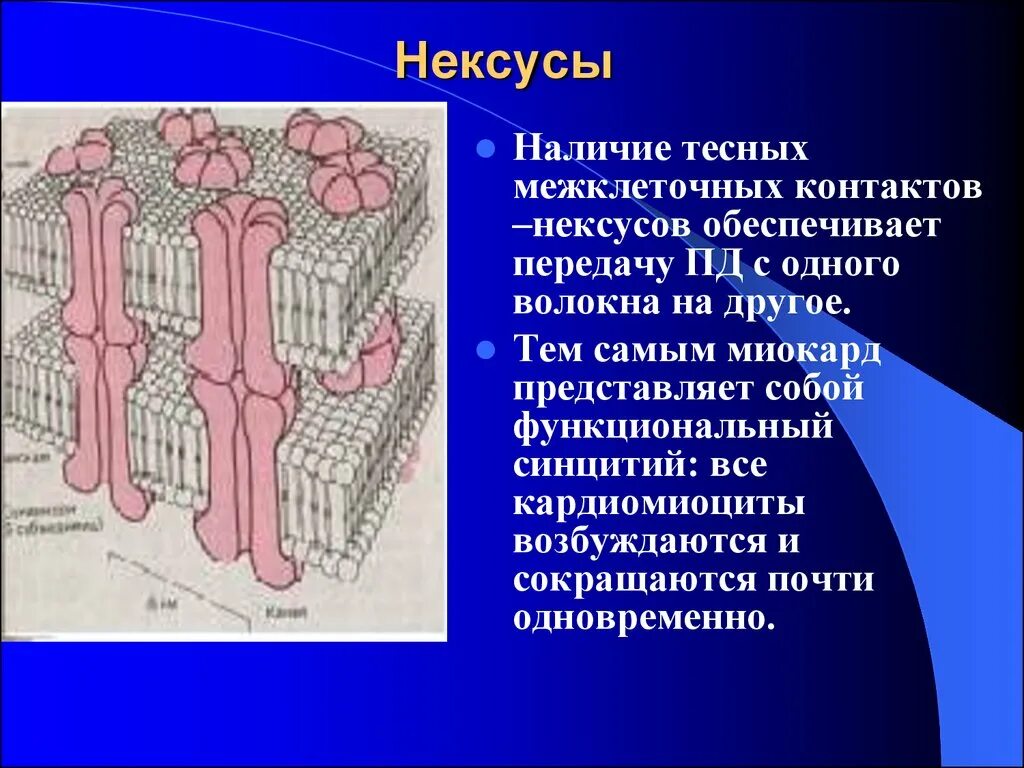 Нексус гистология. Нексус гистология строение. синцитий это в физиологии. щелевые соединения нексусы. кардиомиоциты синцитий.