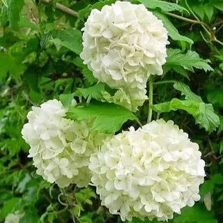 Куст с белыми шарами