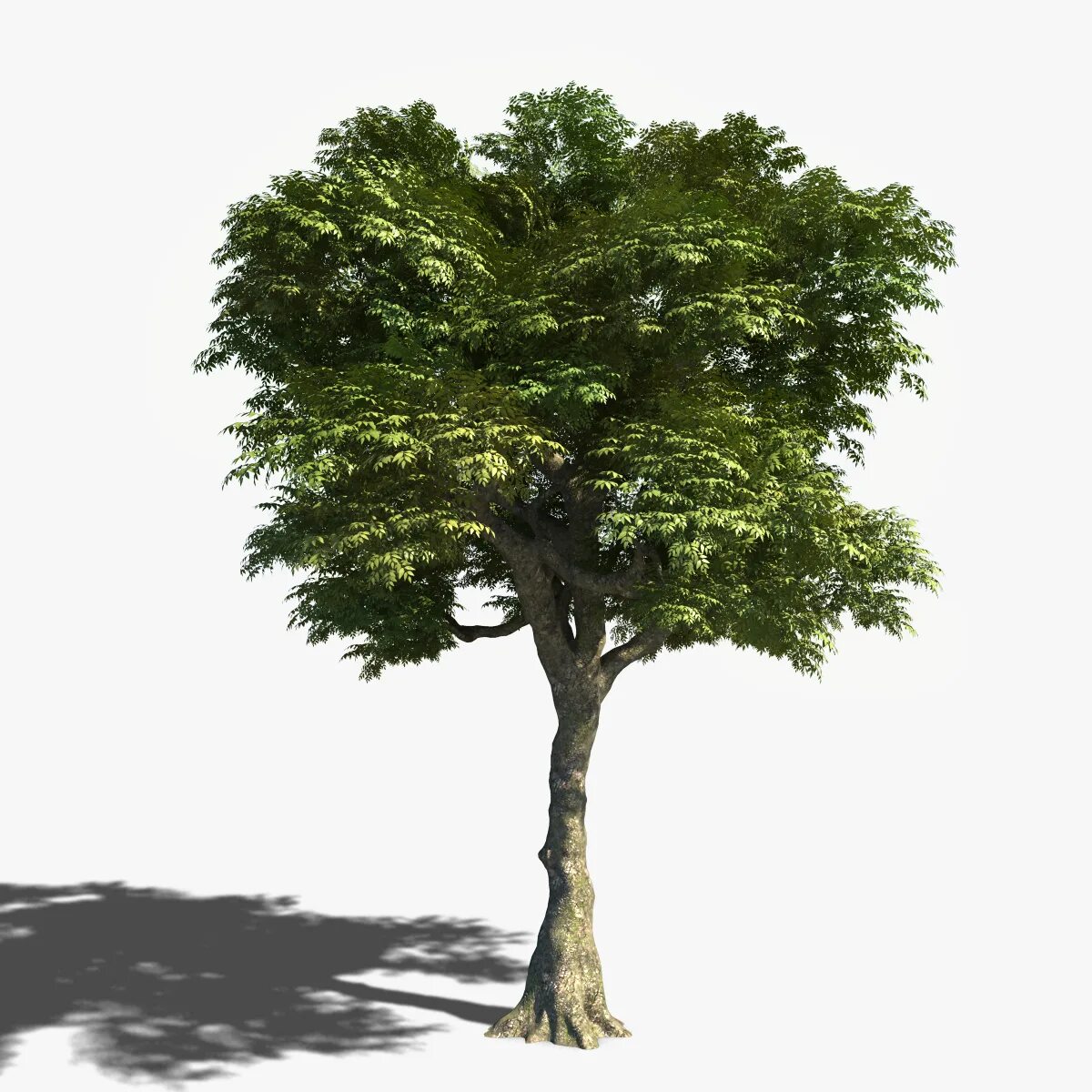 Эбеновое дерево 3ds Max. Деревои 3. Модель дерева. Деревья для моделирования. Дерево в 3 d