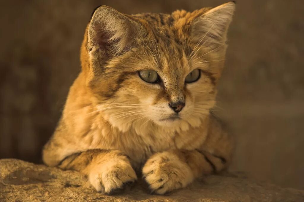 Кот шайлушай. Барханный кот. барханная кошка (песчаная кошка). пустынный барханный кот. бархатный песчаный кот.
