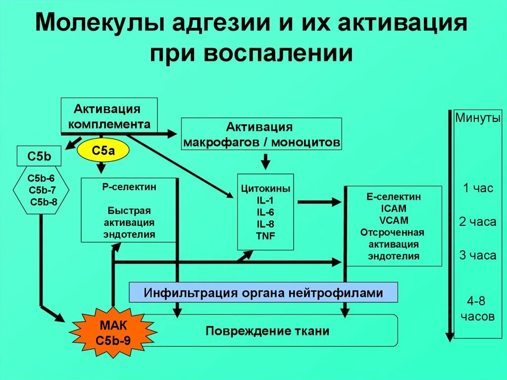 Обязательная потеря молекул клеточной адгезии происходит в. Молекулы адгезии иммунология. молекулы межклеточной адгезии. молекулы клеточной адгезии. роль молекул адгезии при воспалении.