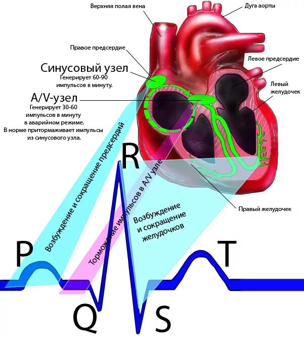 Миокард правого предсердия. Проводящая система сердца синусовый узел. Проводящая система сердца ЭКГ. Синусный узел сердца. Проводящей системы сердца ЭКГ.