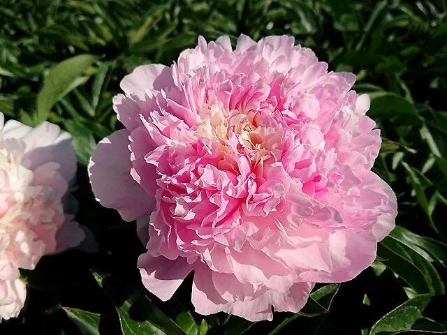 Розовые пионы описание. Пион молочноцветковый Double Pink. Пион Pink Cameo. Пион молочноцветковый Энджел чикс. Пион молочноцветковый Angel Cheeks.