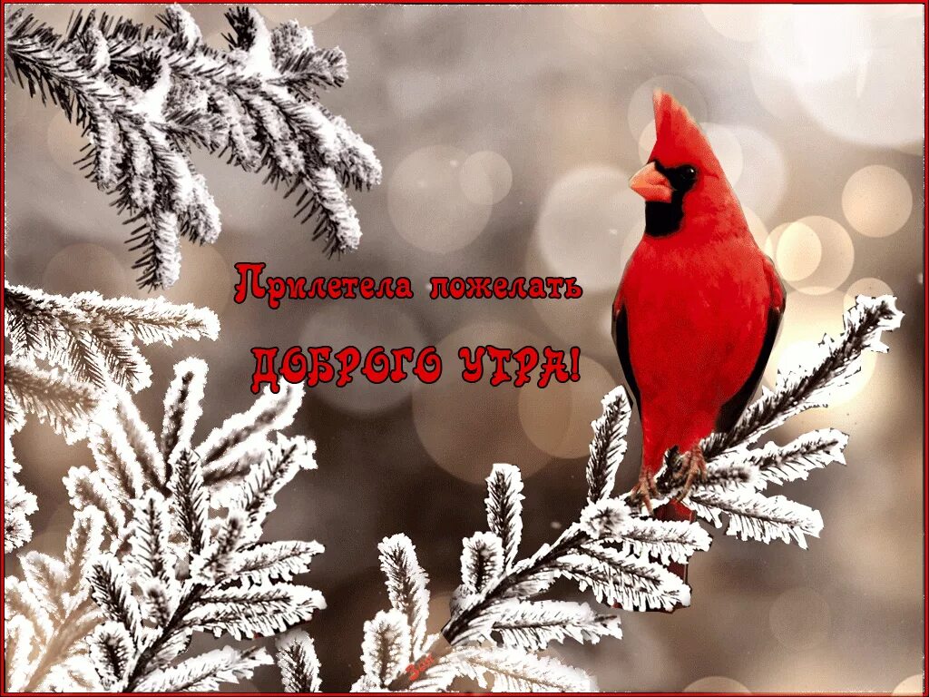 Самого лучшего дня зимние. Доброе зимнее утро. Зимние поздравления с добрым утром. Пожелания доброго зимнего утра. Поздравления с добрым зимним.