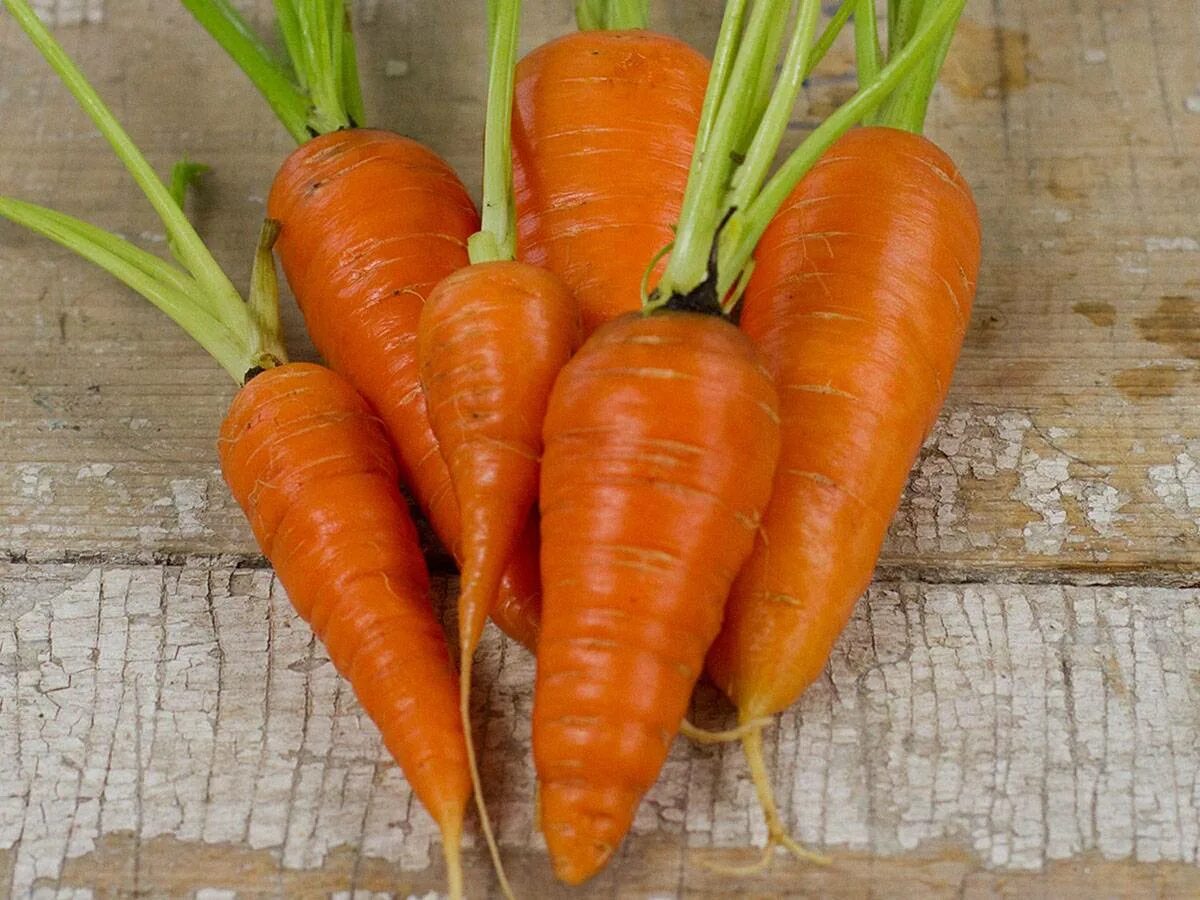 Морковь Шантане ред кор. Морковь Шантане Королевская. Морковь ред кор Каприс. Ред кор Саката. Сорта моркови урожайность