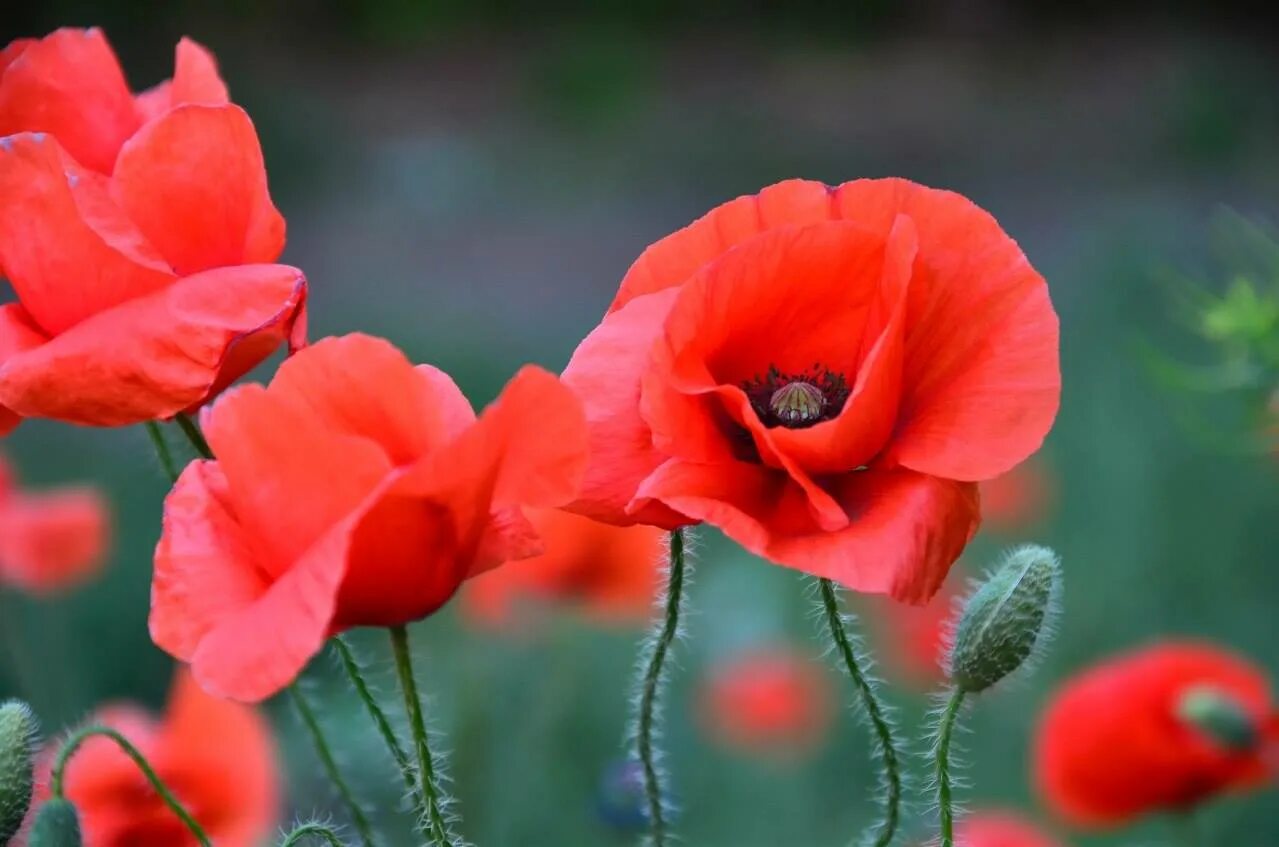 Роз мак. Мак papaver розовый. розы и маки.