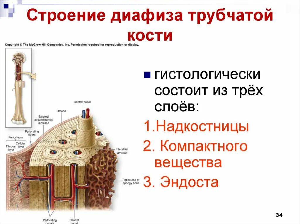 Строение диафиза трубчатой кости. Строение компактного вещества трубчатой кости. Строение компактного вещества кости гистология. Строение диафиза трубчатой кости компактного вещества. Компактное вещество кости состоит из