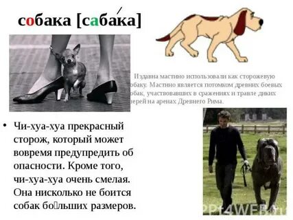 Как правильно собака или собака