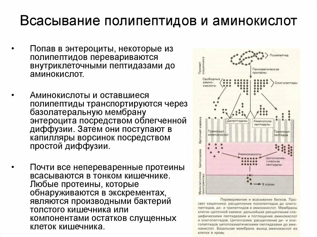 Расщепляет полипептиды. Механизм всасывания аминокислот. Механизм всасывания аминокислот биохимия. Всасывание аминокислот схема энтероцит. Всасывание аминокислот через мембрану аминокислоты.