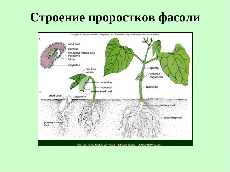 Строение проростков цветковых растений. Строение проростка фасоли. Строение корня проростка фасоли. Строение проростка тыквы. Фасоль корневая